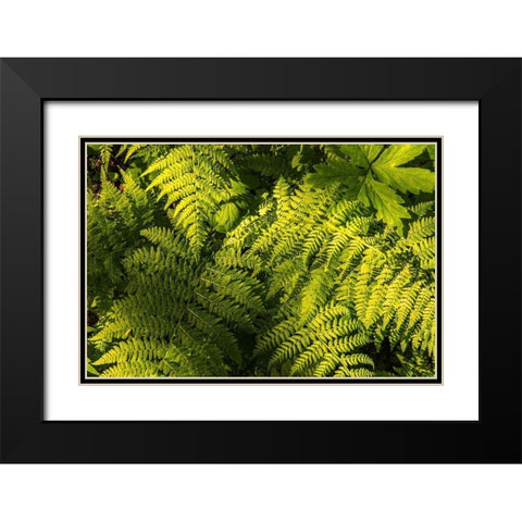Ferns II Black Modern Wood Framed Art Print with Double Matting by Amos, Andy
