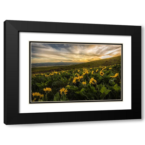 Sunflower Field Black Modern Wood Framed Art Print with Double Matting by Amos, Andy
