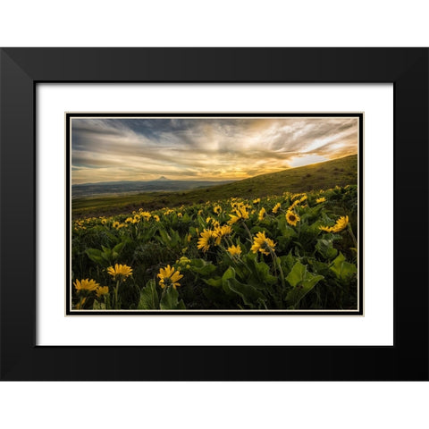 Sunflower Field Black Modern Wood Framed Art Print with Double Matting by Amos, Andy