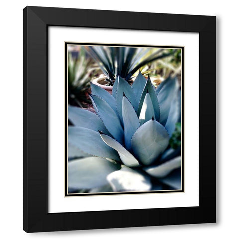 Giant Succulent II Black Modern Wood Framed Art Print with Double Matting by Wilson, Kali