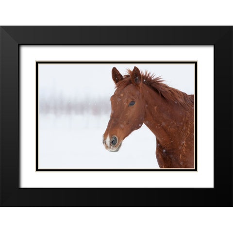 Brown Steed in Winter Black Modern Wood Framed Art Print with Double Matting by Walker, Carol