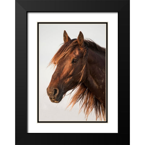 Brown Steed Black Modern Wood Framed Art Print with Double Matting by Walker, Carol