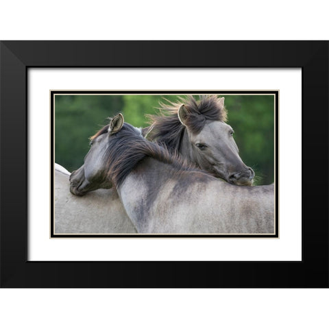 Caring Horses Black Modern Wood Framed Art Print with Double Matting by Walker, Carol