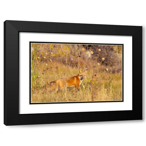 Fox Field I Black Modern Wood Framed Art Print with Double Matting by Mansfield, Kathy