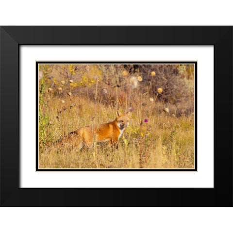 Fox Field I Black Modern Wood Framed Art Print with Double Matting by Mansfield, Kathy