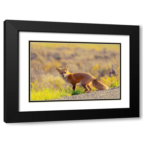 Curious Fox Black Modern Wood Framed Art Print with Double Matting by Mansfield, Kathy