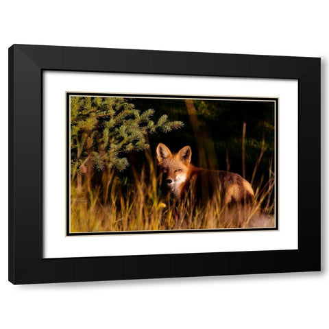 Fox Stare Black Modern Wood Framed Art Print with Double Matting by Mansfield, Kathy