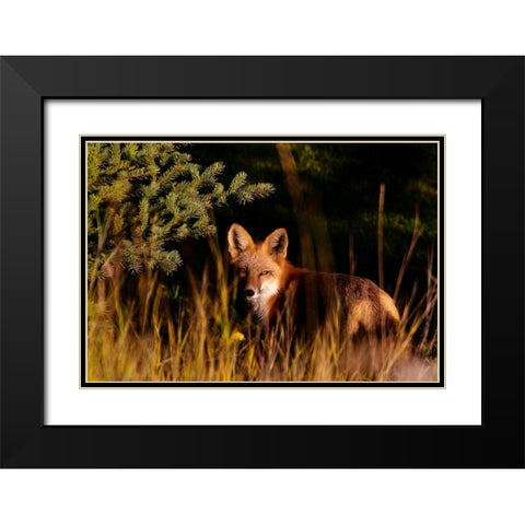 Fox Stare Black Modern Wood Framed Art Print with Double Matting by Mansfield, Kathy