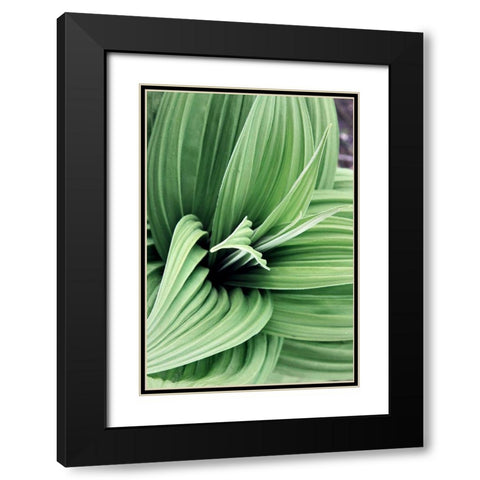 Green Leaf Blooms II Black Modern Wood Framed Art Print with Double Matting by Mansfield, Kathy