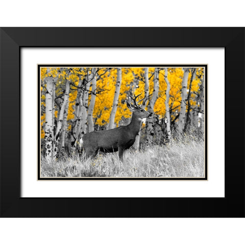 Buck Black Modern Wood Framed Art Print with Double Matting by Mansfield, Kathy