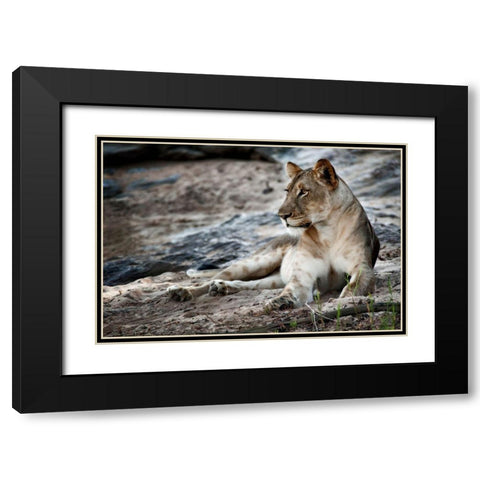 Afternoon Pose Black Modern Wood Framed Art Print with Double Matting by Niassa Lion Project