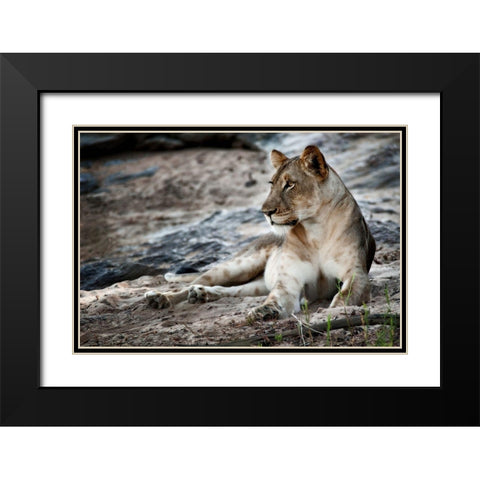 Afternoon Pose Black Modern Wood Framed Art Print with Double Matting by Niassa Lion Project