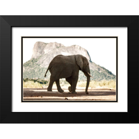 Lone Ele Black Modern Wood Framed Art Print with Double Matting by Niassa Lion Project