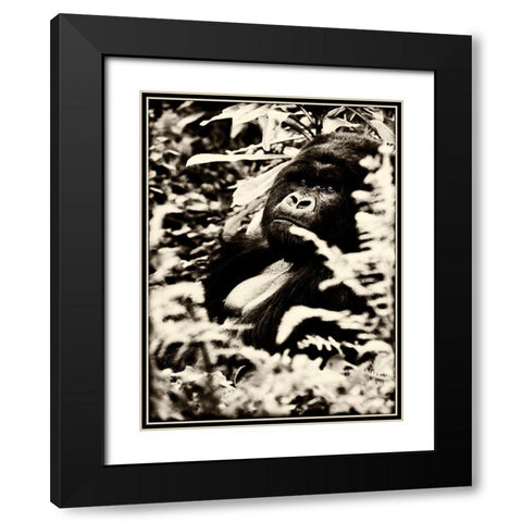 Gorilla Black Modern Wood Framed Art Print with Double Matting by Niassa Lion Project