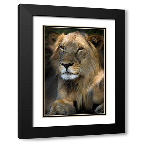 Cape Lion Black Modern Wood Framed Art Print with Double Matting by Niassa Lion Project