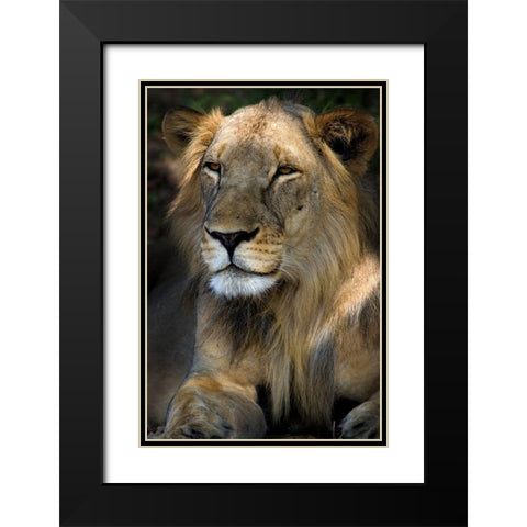 Cape Lion Black Modern Wood Framed Art Print with Double Matting by Niassa Lion Project