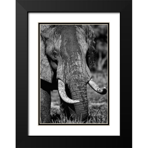 Tusks Black Modern Wood Framed Art Print with Double Matting by Niassa Lion Project