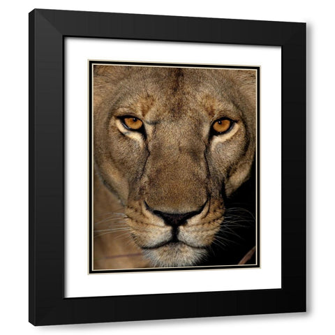 Golden Eyes Black Modern Wood Framed Art Print with Double Matting by Niassa Lion Project