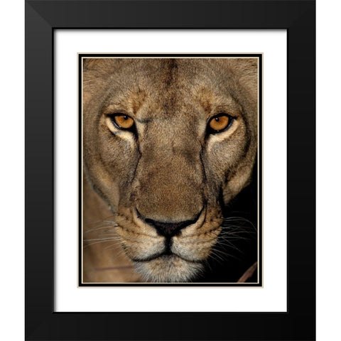 Golden Eyes Black Modern Wood Framed Art Print with Double Matting by Niassa Lion Project
