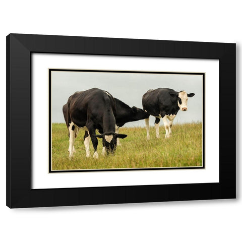 Country Cows Black Modern Wood Framed Art Print with Double Matting by Amos, Andy