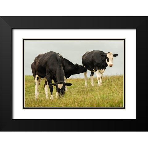 Country Cows Black Modern Wood Framed Art Print with Double Matting by Amos, Andy
