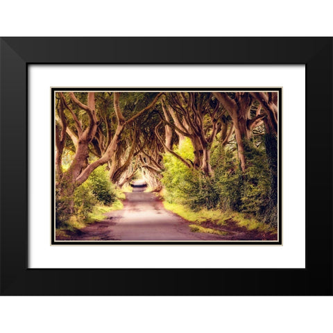 Wicked Trees Path Black Modern Wood Framed Art Print with Double Matting by Amos, Andy