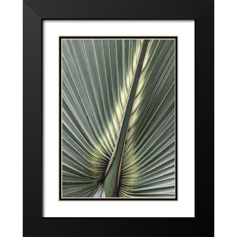 Organic Palm II Black Modern Wood Framed Art Print with Double Matting by Amos, Andy
