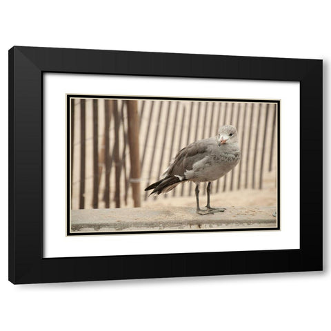 Seagull Watch Black Modern Wood Framed Art Print with Double Matting by Bill Carson Photography