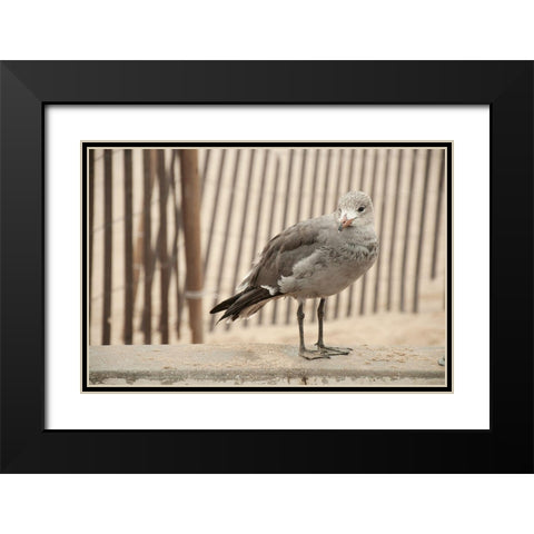 Seagull Watch Black Modern Wood Framed Art Print with Double Matting by Bill Carson Photography