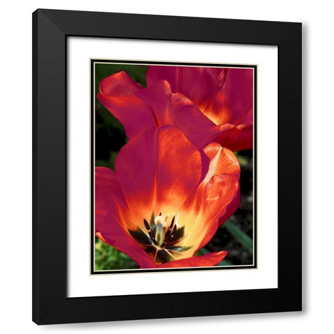 Romantic Tulips I Black Modern Wood Framed Art Print with Double Matting by Peck, Gail