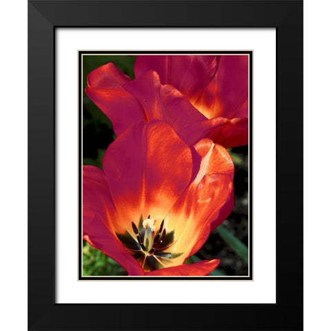 Romantic Tulips I Black Modern Wood Framed Art Print with Double Matting by Peck, Gail