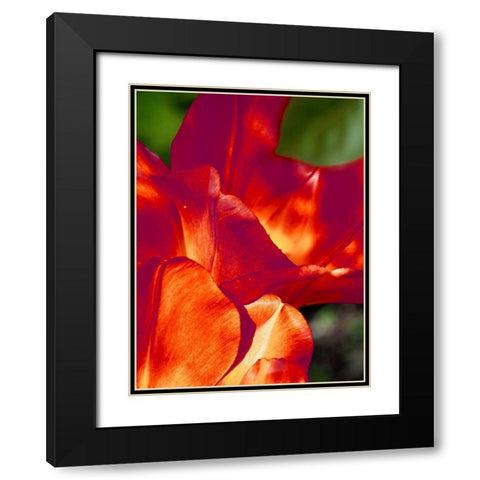 Romantic Tulips II Black Modern Wood Framed Art Print with Double Matting by Peck, Gail