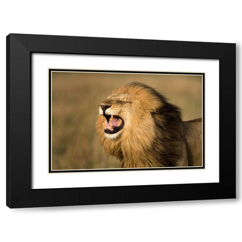 Lion Roar Black Modern Wood Framed Art Print with Double Matting by Jimmyz