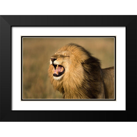 Lion Roar Black Modern Wood Framed Art Print with Double Matting by Jimmyz
