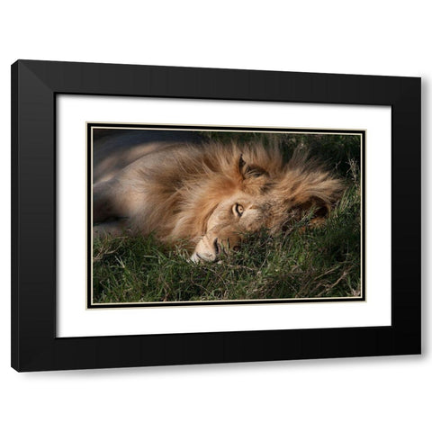 Sleeping Lion Black Modern Wood Framed Art Print with Double Matting by Jimmyz