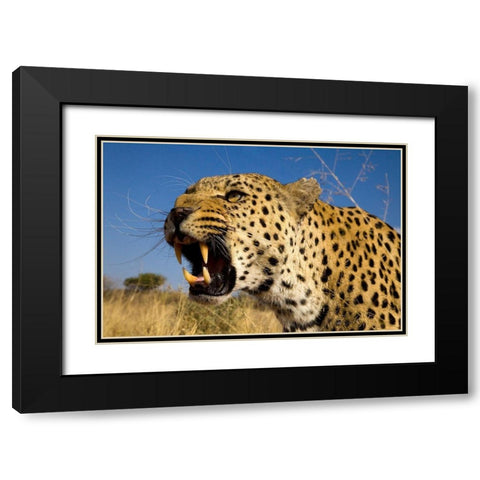 Fierce Leopard Black Modern Wood Framed Art Print with Double Matting by Jimmyz