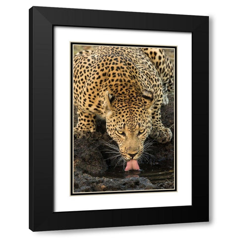 Leopard taking a Break Black Modern Wood Framed Art Print with Double Matting by Jimmyz