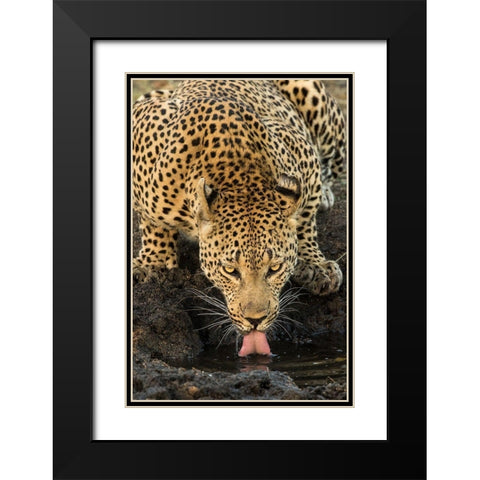 Leopard taking a Break Black Modern Wood Framed Art Print with Double Matting by Jimmyz