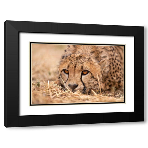 Cheetah Resting Black Modern Wood Framed Art Print with Double Matting by Jimmyz