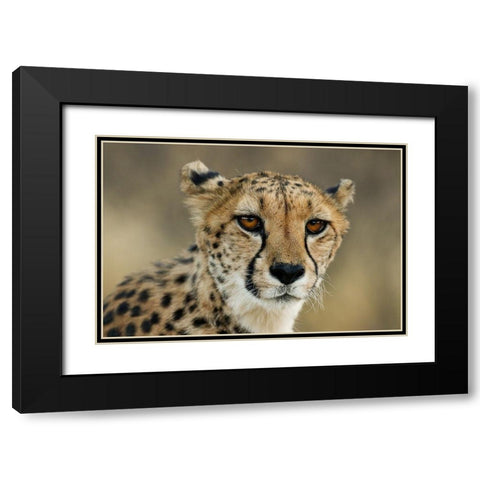 Cheetah Stare Black Modern Wood Framed Art Print with Double Matting by Jimmyz