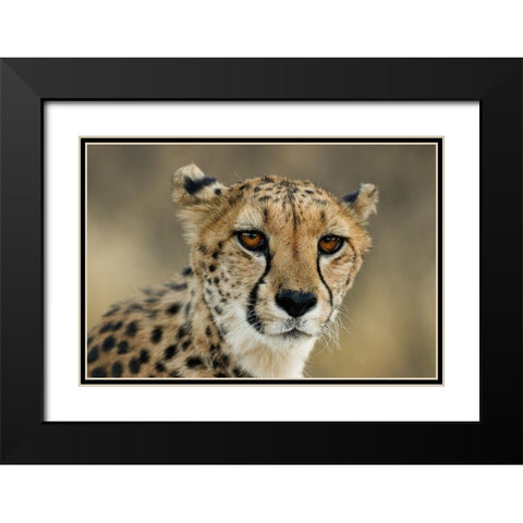 Cheetah Stare Black Modern Wood Framed Art Print with Double Matting by Jimmyz