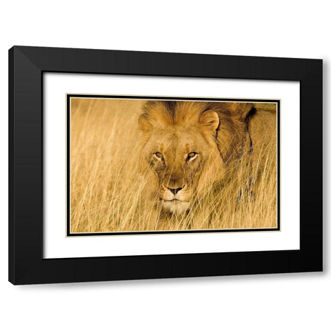 Lion Eyes Black Modern Wood Framed Art Print with Double Matting by Jimmyz