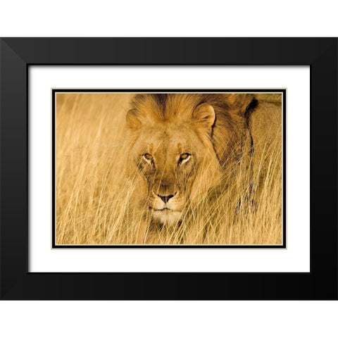 Lion Eyes Black Modern Wood Framed Art Print with Double Matting by Jimmyz
