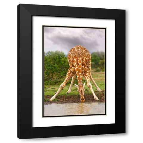 Drinking Giraffe Black Modern Wood Framed Art Print with Double Matting by Jimmyz