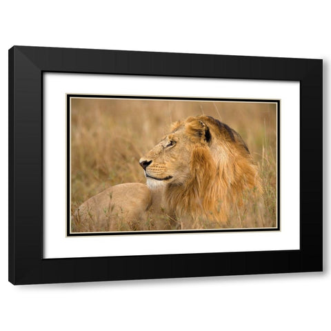 King of the Wild I Black Modern Wood Framed Art Print with Double Matting by Jimmyz