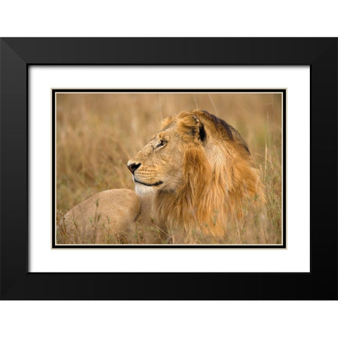 King of the Wild I Black Modern Wood Framed Art Print with Double Matting by Jimmyz