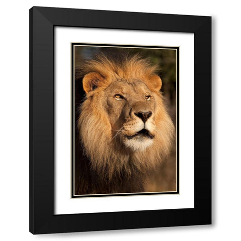 Lion at Sunset Black Modern Wood Framed Art Print with Double Matting by Jimmyz