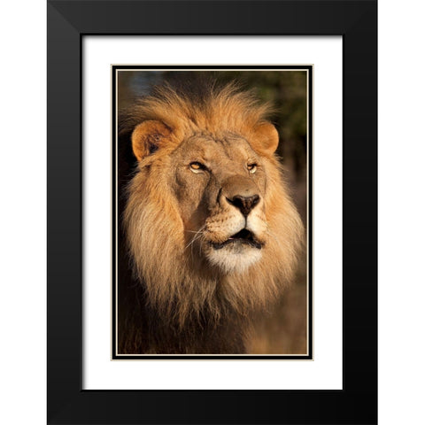 Lion at Sunset Black Modern Wood Framed Art Print with Double Matting by Jimmyz