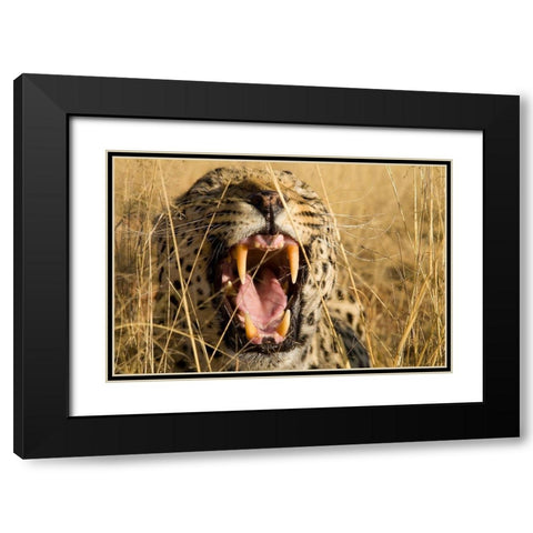Leopard Growl Black Modern Wood Framed Art Print with Double Matting by Jimmyz