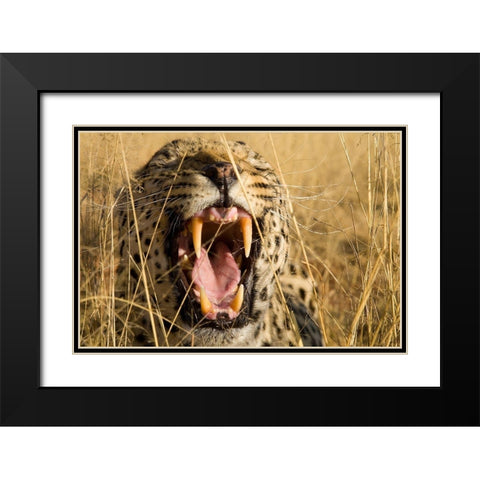 Leopard Growl Black Modern Wood Framed Art Print with Double Matting by Jimmyz